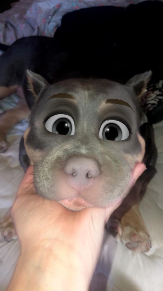 Filtro do Snapchat transforma pets em desenhos; saiba como usar